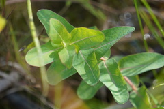 Hypericum virginicum