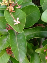 Ixora