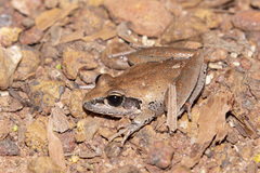 Litoria tornieri
