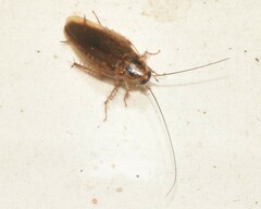 Blattella