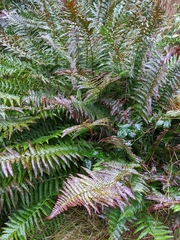 Polystichum