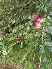 Calliandra riparia