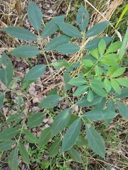 Sambucus