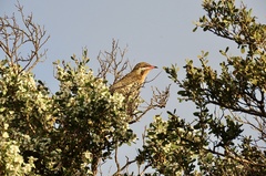 Acanthagenys rufogularis