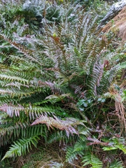 Polystichum