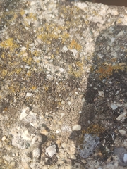 Protoparmeliopsis muralis