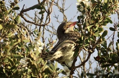 Acanthagenys rufogularis