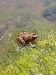 Phrynobatrachus natalensis