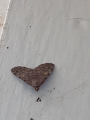 Idia diminuendis