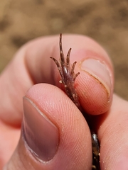 Phrynobatrachus natalensis