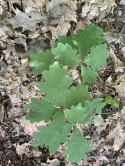 Quercus rubra