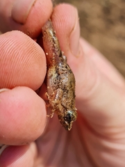 Phrynobatrachus natalensis