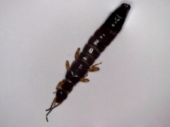 Euborellia annulipes