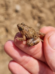 Phrynobatrachus natalensis