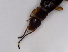 Euborellia annulipes