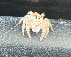 Opisthoncus nigrofemoratus