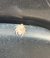 Opisthoncus nigrofemoratus