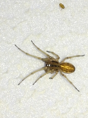 Pachygnatha clercki