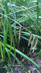 Carex pendula