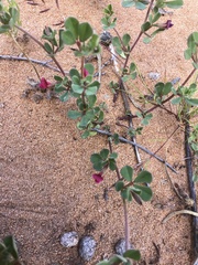 Lotus cruentus