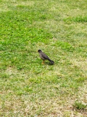 Turdus falcklandii
