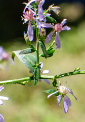 Symphyotrichum cordifolium