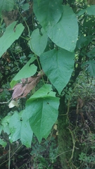 Reynoutria sachalinensis