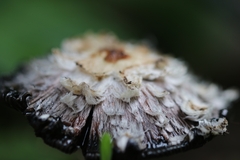 Coprinopsis picacea