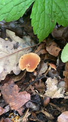 Tubaria furfuracea