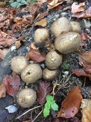 Lycoperdaceae