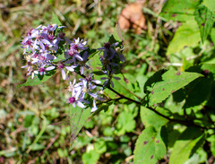 Symphyotrichum cordifolium