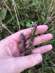 Odontites vernus