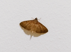 Herpetogramma licarsisalis