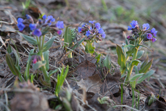Pulmonaria mollis