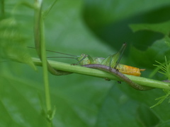 Tettigoniidea