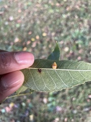 Caryomyia caryaecola