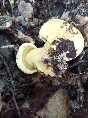 Gyroporus cyanescens