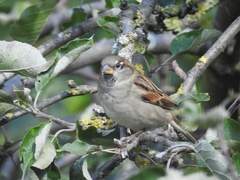 Passer domesticus