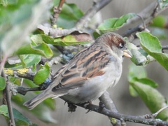 Passer domesticus