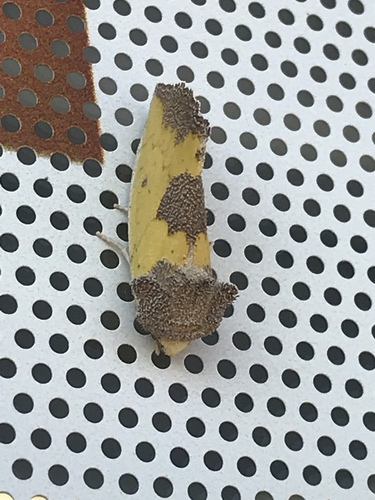 Yellow Sunflower Moth photo 5