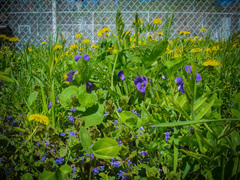 Viola × melissifolia