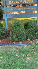 Buxus sempervirens