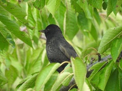 Turdus merula