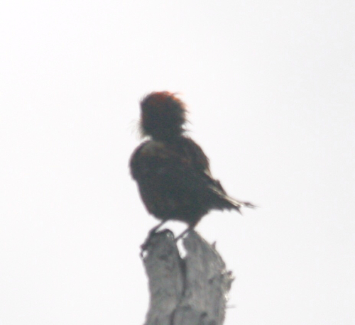Palmeria dolei observed 2015-08-29