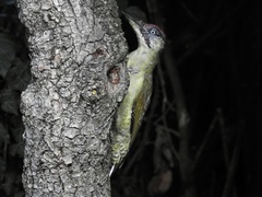 Picus viridis