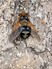 Microtropesa sinuata