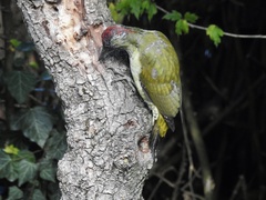 Picus viridis