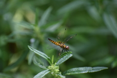 Aethriamanta brevipennis
