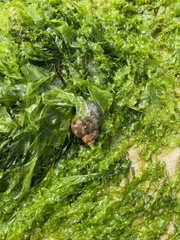 Phasianella ventricosa