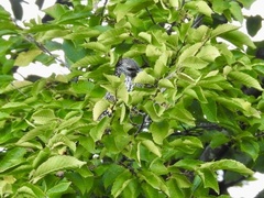 Sturnus vulgaris